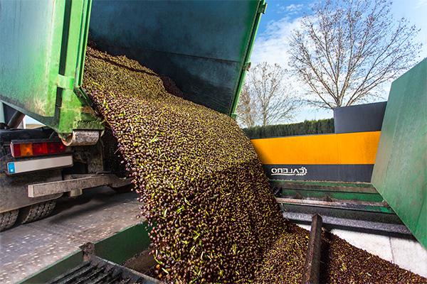 An olive oil mill operated by ACECASA