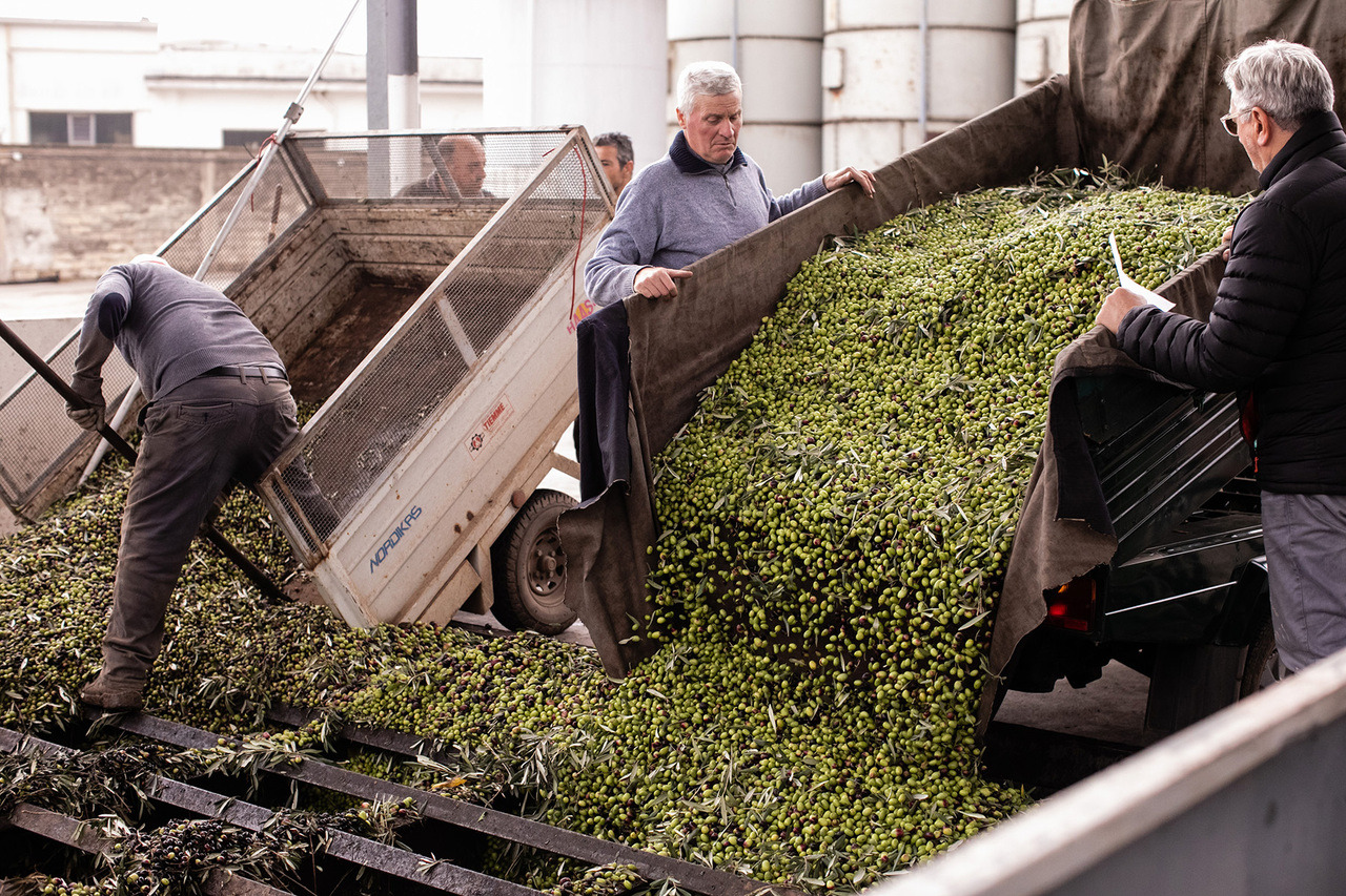 Farmers unloading freshly harvested olives at a mill