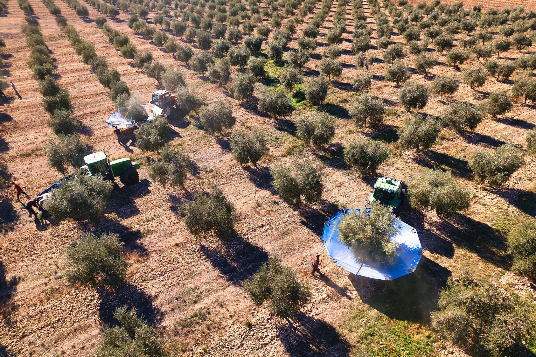 A tractor working an olive grove, the field stage where almost all of the fuel inside a litre of olive oil is burned